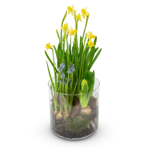 Vase mix of bulbs